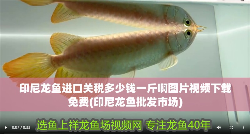 印尼龍魚(yú)進(jìn)口關(guān)稅多少錢(qián)一斤啊圖片視頻下載免費(fèi)(印尼龍魚(yú)批發(fā)市場(chǎng))