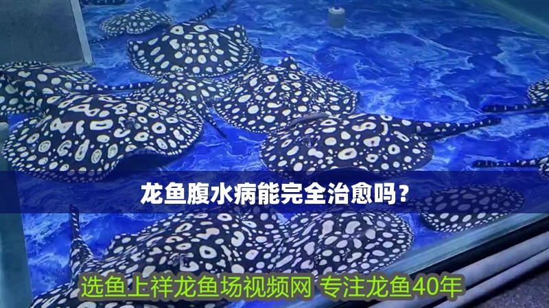 龍魚腹水病能完全治愈嗎？