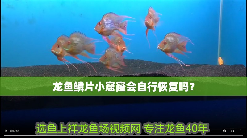 龍魚鱗片小窟窿會自行恢復嗎？