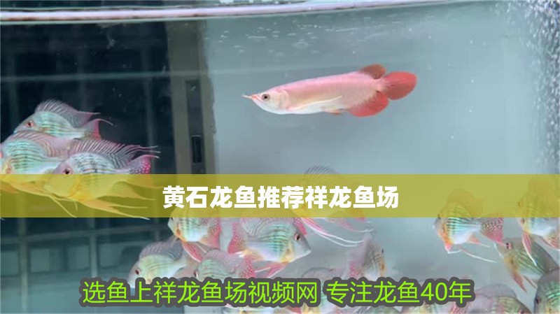 黃石龍魚推薦祥龍魚場