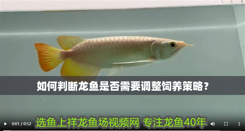 如何判斷龍魚是否需要調整飼養策略？