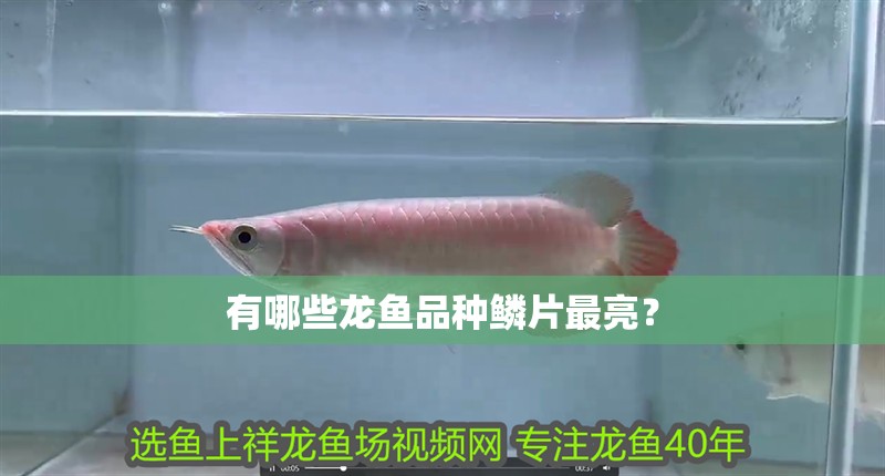 有哪些龍魚品種鱗片最亮？ 有哪些龍魚品種鱗片最亮？ 龍魚百科