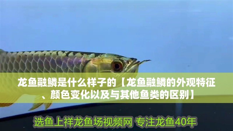 龍魚融鱗是什么樣子的【龍魚融鱗的外觀特征、顏色變化以及與其他魚類的區別】
