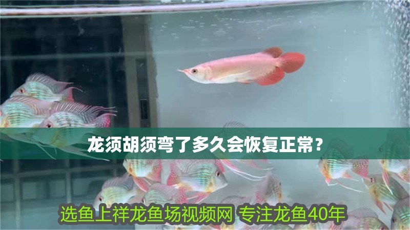 龍須胡須彎了多久會恢復正常？