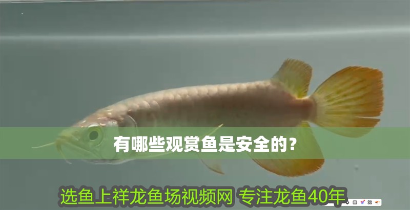 有哪些觀賞魚是安全的？