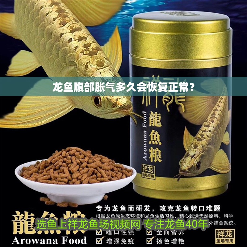 龍魚腹部脹氣多久會恢復正常？