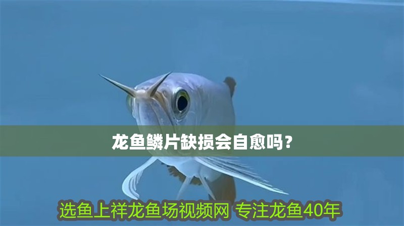 龍魚鱗片缺損會自愈嗎？