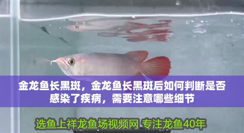 金龍魚長黑斑，金龍魚長黑斑后如何判斷是否感染了疾病，需要注意哪些細節