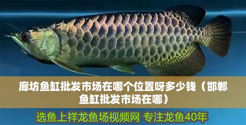 廊坊魚缸批發市場在哪個位置呀多少錢（邯鄲魚缸批發市場在哪）