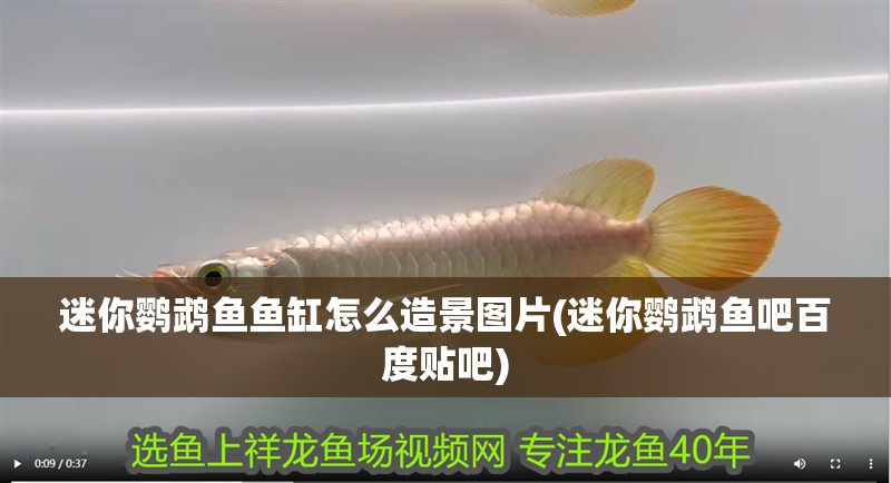 迷你鸚鵡魚魚缸怎么造景圖片(迷你鸚鵡魚吧百度貼吧) 迷你鸚鵡魚魚缸怎么造景圖片(迷你鸚鵡魚吧百度貼吧) 觀賞魚百科