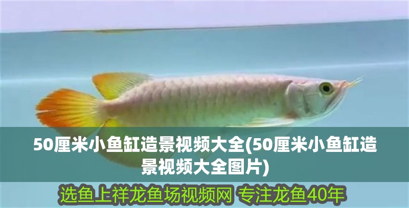 50厘米小魚缸造景視頻大全(50厘米小魚缸造景視頻大全圖片)
