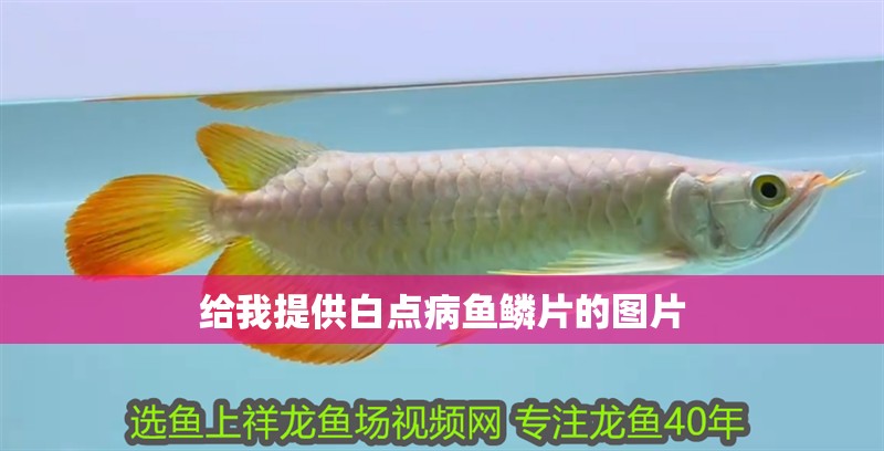 給我提供白點病魚鱗片的圖片 給我提供白點病魚鱗片的圖片 龍魚百科