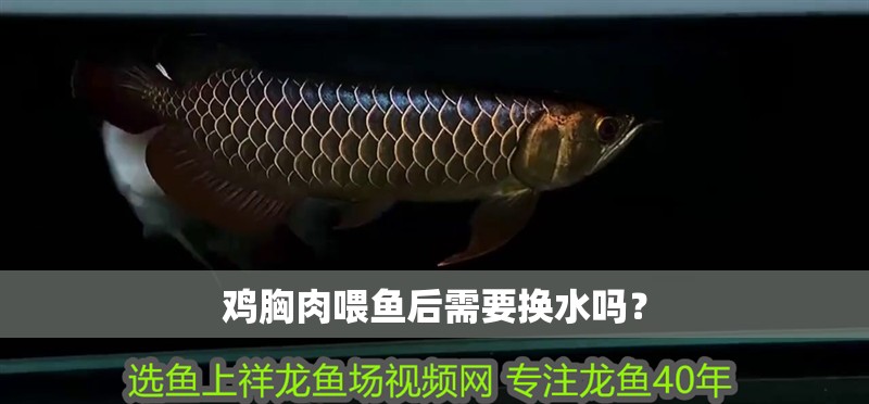 雞胸肉喂魚后需要換水嗎？