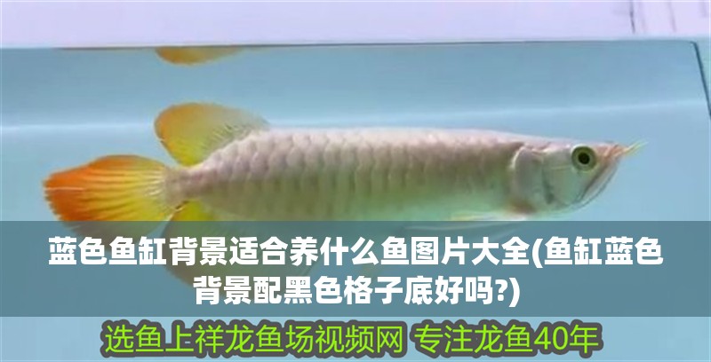 藍色魚缸背景適合養(yǎng)什么魚圖片大全(魚缸藍色背景配黑色格子底好嗎?)