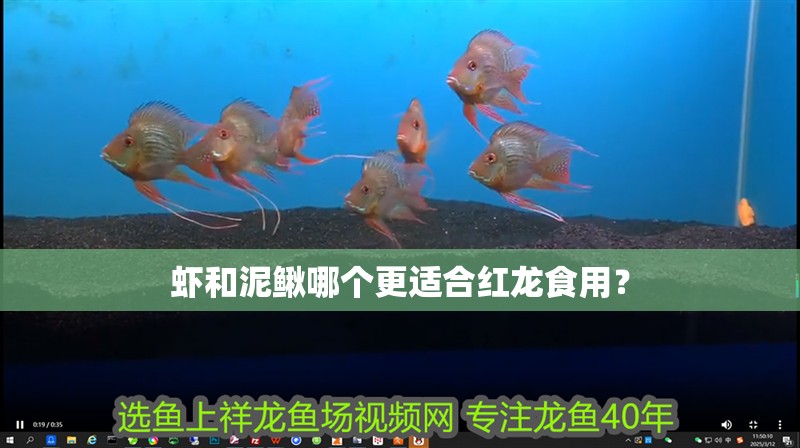 蝦和泥鰍哪個更適合紅龍食用？