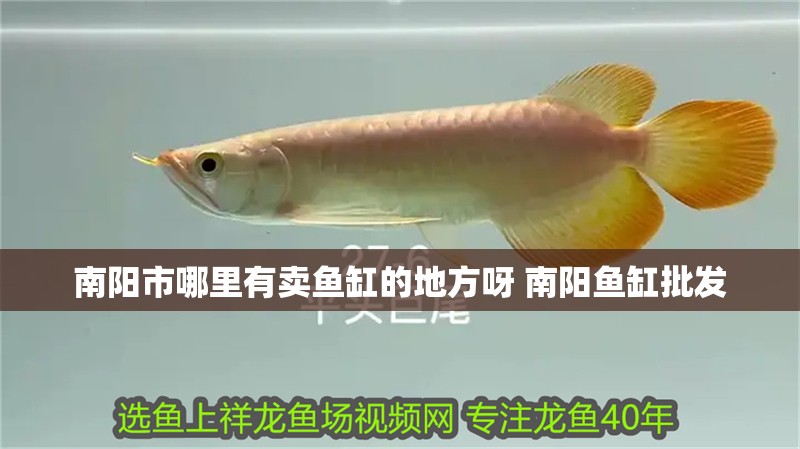 南陽市哪里有賣魚缸的地方呀 南陽魚缸批發