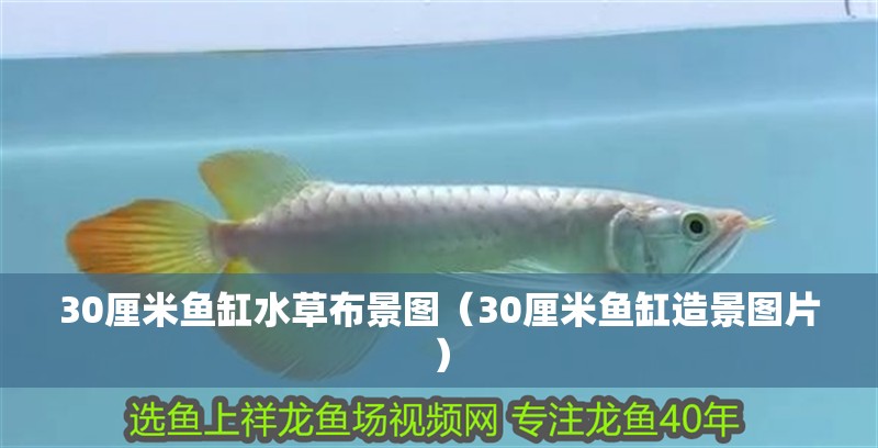 30厘米魚缸水草布景圖（30厘米魚缸造景圖片）