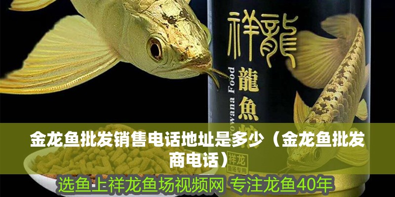 金龍魚批發銷售電話地址是多少（金龍魚批發商電話）