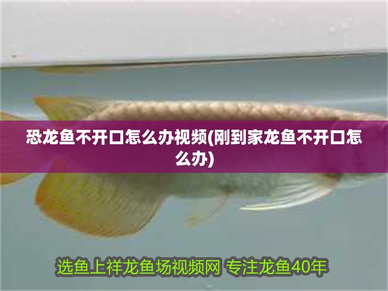 魚缸過(guò)濾器選購(gòu)指南:自制魚缸過(guò)濾器魚缸上置過(guò)濾器對(duì)于養(yǎng)魚愛(ài)好者的必備知識(shí) 恐龍魚不開口怎么辦視頻(剛到家龍魚不開口怎么辦) 觀賞魚百科 恐龍魚不開口怎么辦視頻(剛到家龍魚不開口怎么辦) 恐龍魚不開口怎么辦視頻(剛到家龍魚不開口怎么辦) 觀賞魚百科