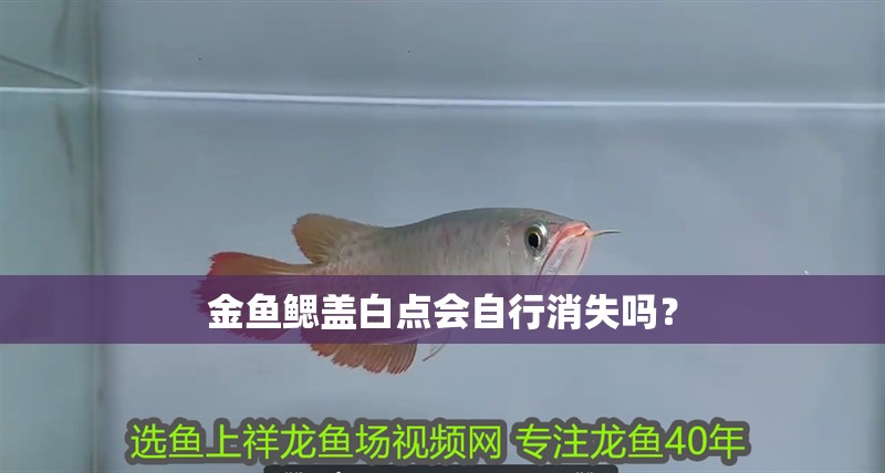 金魚鰓蓋白點會自行消失嗎？
