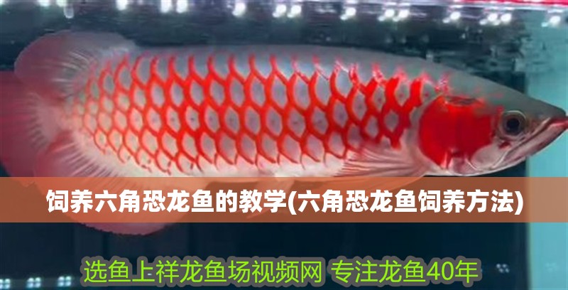 飼養六角恐龍魚的教學(六角恐龍魚飼養方法)