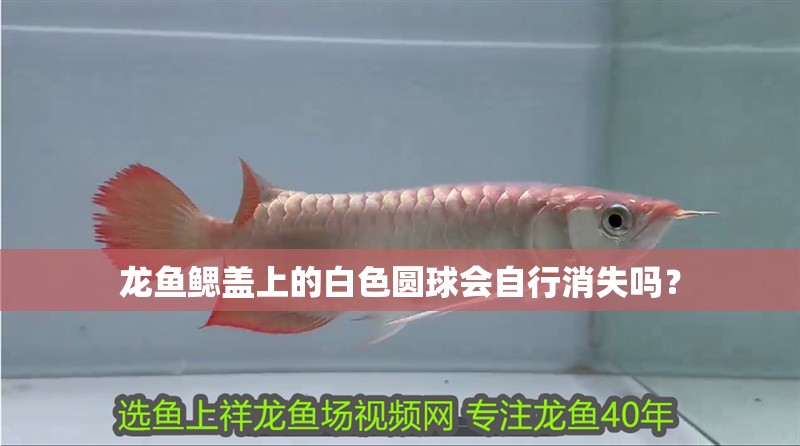 龍魚鰓蓋上的白色圓球會自行消失嗎？
