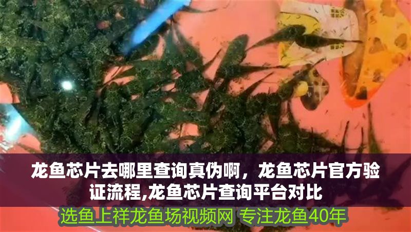 龍魚芯片去哪里查詢真偽啊，龍魚芯片官方驗證流程,龍魚芯片查詢平臺對比 龍魚芯片去哪里查詢真偽啊，龍魚芯片官方驗證流程,龍魚芯片查詢平臺對比 龍魚百科 第6張