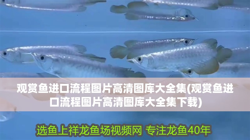 觀賞魚進口流程圖片高清圖庫大全集(觀賞魚進口流程圖片高清圖庫大全集下載)