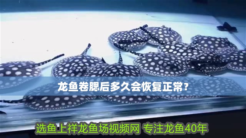 龍魚卷腮后多久會恢復(fù)正常？