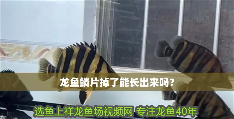龍魚鱗片掉了能長出來嗎？