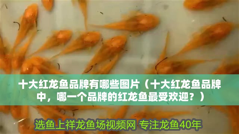 十大紅龍魚品牌有哪些圖片（十大紅龍魚品牌中，哪一個品牌的紅龍魚最受歡迎？）