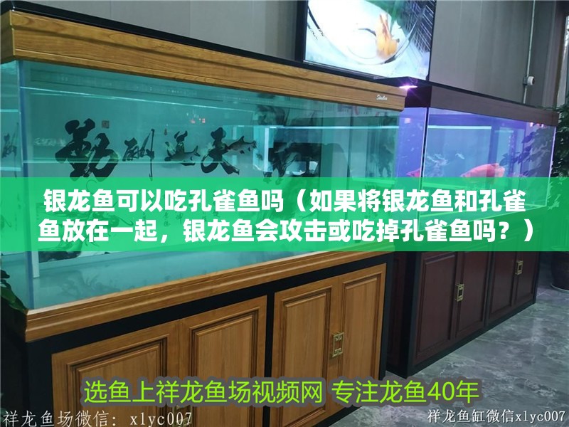 銀龍魚可以吃孔雀魚嗎（如果將銀龍魚和孔雀魚放在一起，銀龍魚會攻擊或吃掉孔雀魚嗎？）