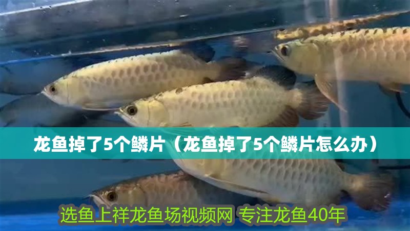 龍魚掉了5個鱗片（龍魚掉了5個鱗片怎么辦） 龍魚掉了5個鱗片（龍魚掉了5個鱗片怎么辦） 觀賞魚百科