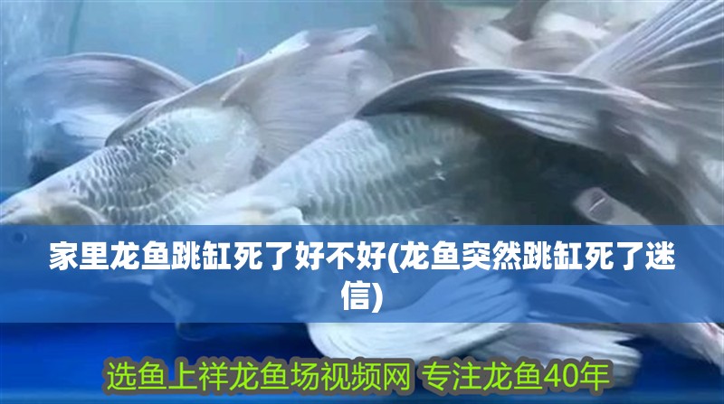 家里龍魚跳缸死了好不好(龍魚突然跳缸死了迷信) 家里龍魚跳缸死了好不好(龍魚突然跳缸死了迷信) 觀賞魚百科