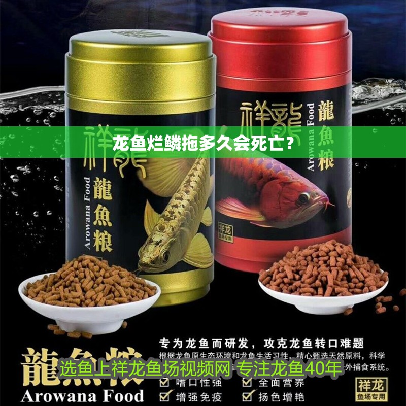 龍魚爛鱗拖多久會死亡？