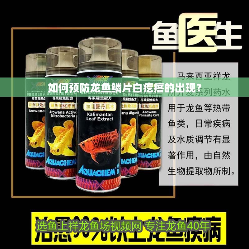 如何預(yù)防龍魚鱗片白疙瘩的出現(xiàn)？