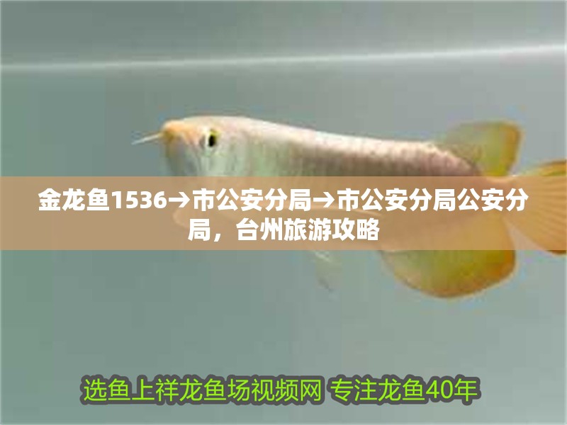 金龍魚1536→市公安分局→市公安分局公安分局，臺州旅游攻略