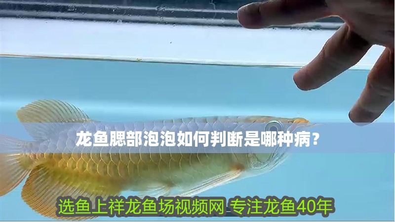 龍魚腮部泡泡如何判斷是哪種病？
