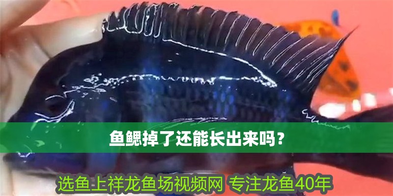 魚鰓掉了還能長出來嗎？