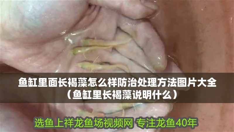 魚缸里面長褐藻怎么樣防治處理方法圖片大全（魚缸里長褐藻說明什么）