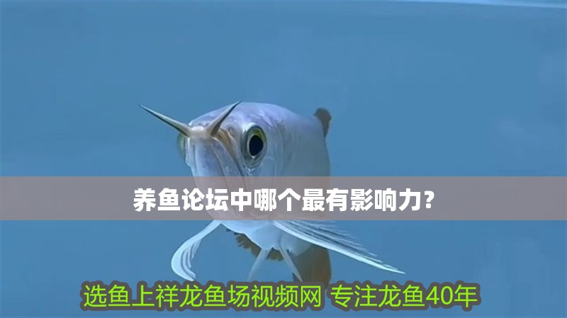 養魚論壇中哪個最有影響力？