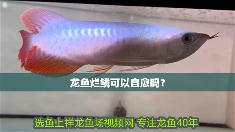 龍魚爛鱗可以自愈嗎？