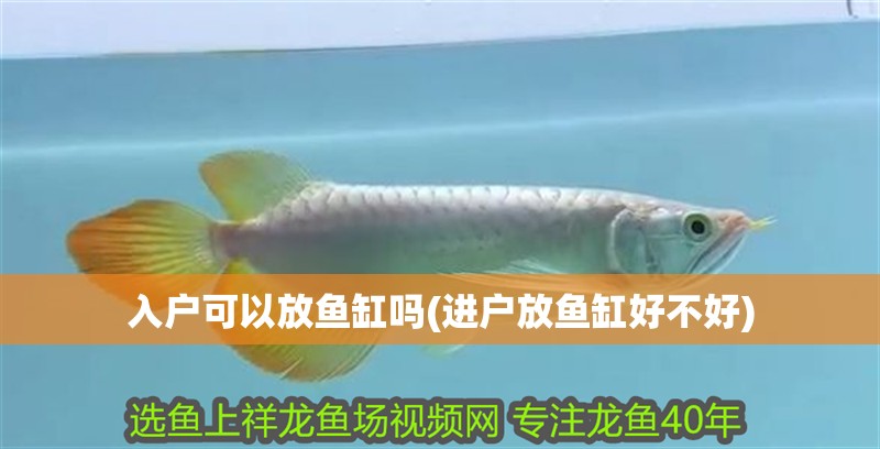 入戶可以放魚缸嗎(進戶放魚缸好不好)