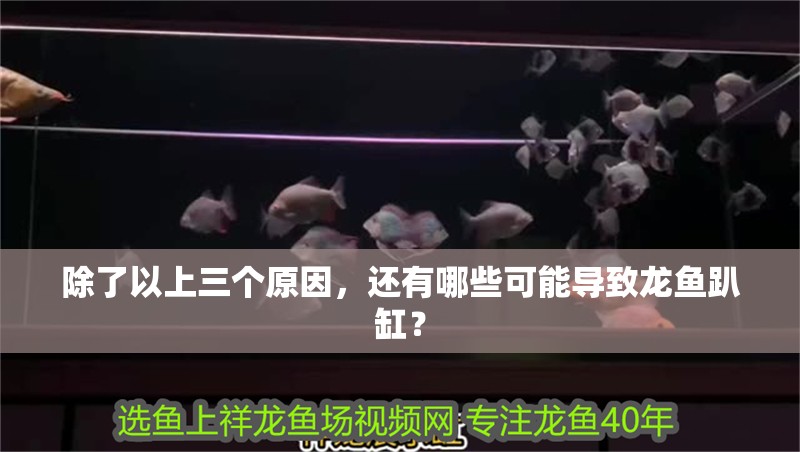 除了以上三個原因，還有哪些可能導致龍魚趴缸？