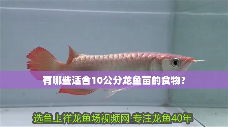 有哪些適合10公分龍魚苗的食物？