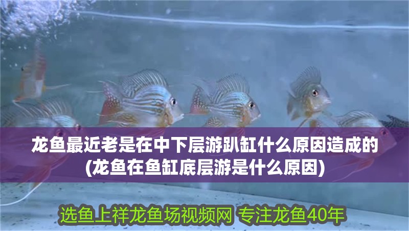 龍魚最近老是在中下層游趴缸什么原因造成的(龍魚在魚缸底層游是什么原因) 龍魚最近老是在中下層游趴缸什么原因造成的(龍魚在魚缸底層游是什么原因) 觀賞魚百科