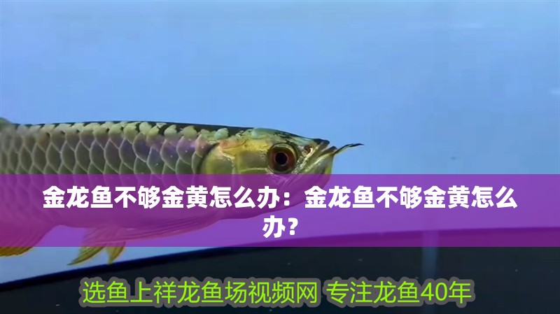 金龍魚不夠金黃怎么辦：金龍魚不夠金黃怎么辦？
