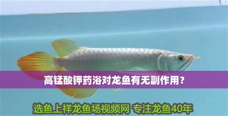 高錳酸鉀藥浴對龍魚有無副作用？