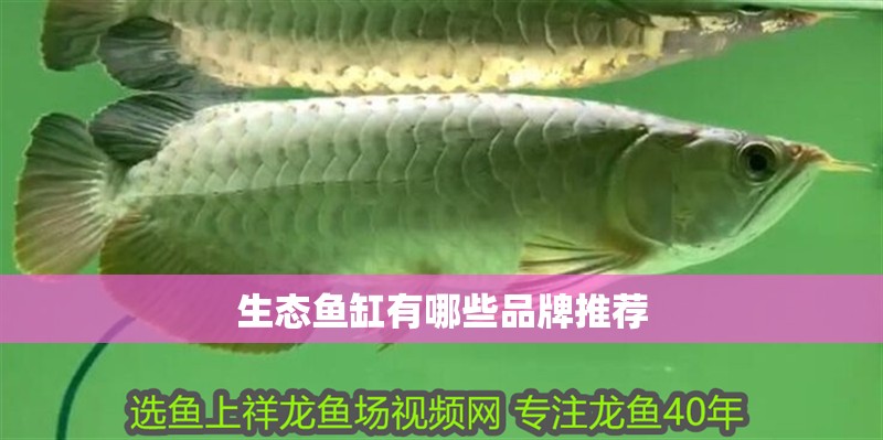 生態魚缸有哪些品牌推薦