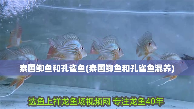 泰國鯽魚和孔雀魚(泰國鯽魚和孔雀魚混養(yǎng)) 泰國鯽魚和孔雀魚(泰國鯽魚和孔雀魚混養(yǎng)) 觀賞魚百科